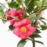 CAMELIA - SURTIDO VARIADO - MACETA 3 LITROS