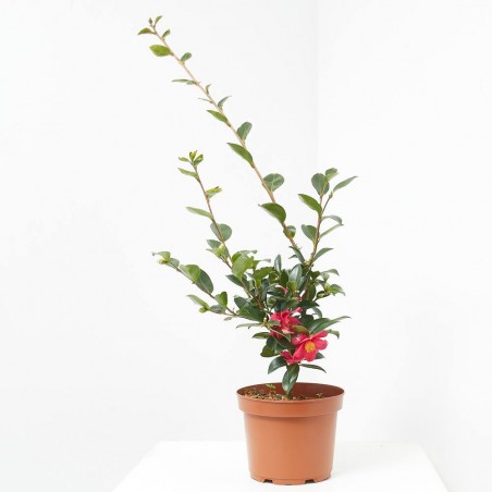 CAMELIA - SURTIDO VARIADO - MACETA 3 LITROS
