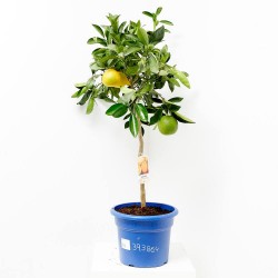 NARANJO MACETA 15L COPA