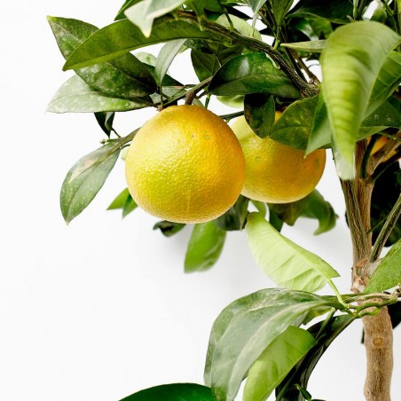 NARANJO MACETA 15L COPA