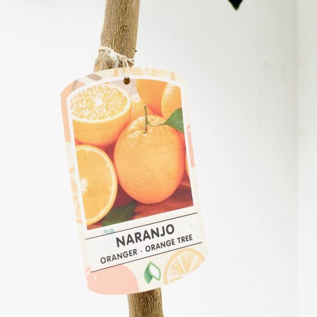 NARANJO MACETA 15L COPA