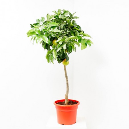 POMELO MACETA 15L COPA