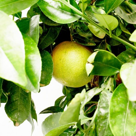 POMELO MACETA 15L COPA