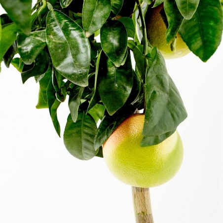 POMELO MACETA 15L COPA