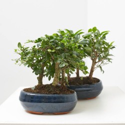 BONSAI BOSQUETE 9 AÑOS