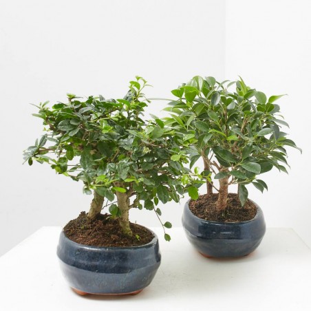 BONSAI BOSQUETE 9 AÑOS