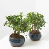BONSAI BOSQUETE 9 AÑOS