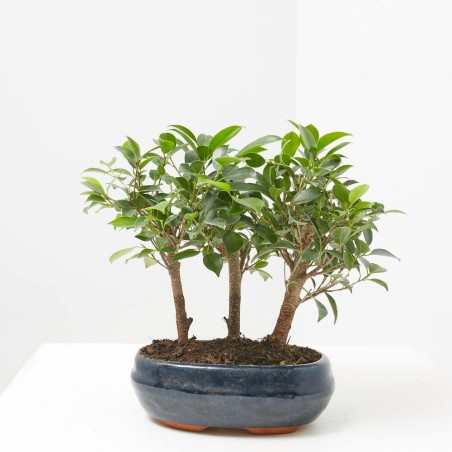 BONSAI BOSQUETE 9 AÑOS