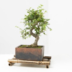 BONSÁI 6 AÑOS MACETA DECORATIVA + BANDEJA BAMBÚ