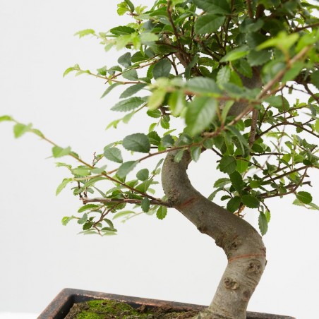 BONSÁI 6 AÑOS MACETA DECORATIVA + BANDEJA BAMBÚ