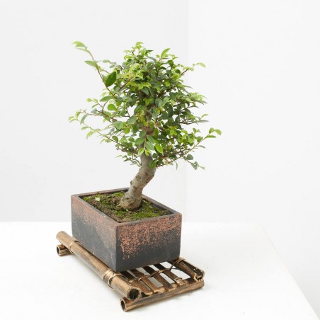 BONSÁI 6 AÑOS MACETA DECORATIVA + BANDEJA BAMBÚ