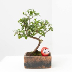 BONSÁI 6 AÑOS MACETA DECORATIVA + DARUMA ROJO