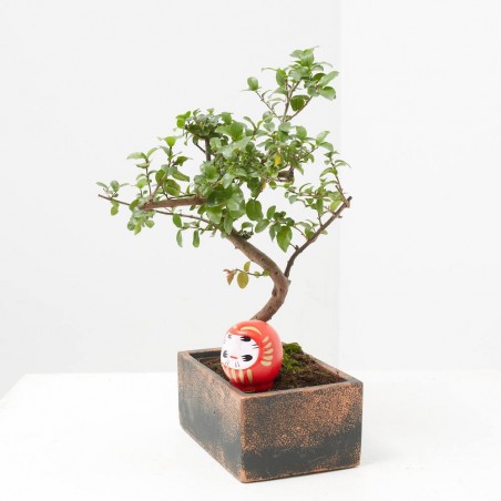BONSÁI 6 AÑOS MACETA DECORATIVA + DARUMA ROJO