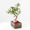 BONSÁI 6 AÑOS MACETA DECORATIVA + DARUMA ROJO