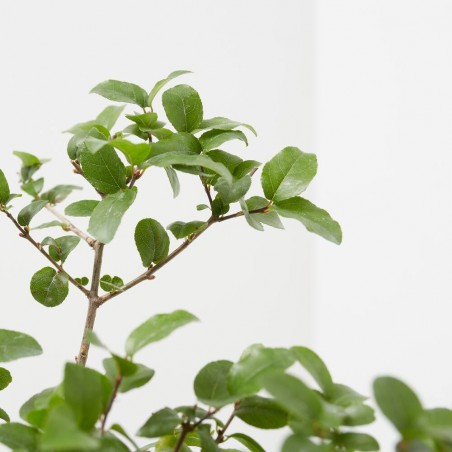 BONSÁI 6 AÑOS MACETA DECORATIVA + DARUMA ROJO