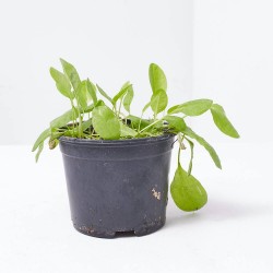 ESPINACA LIMÓN - ACEDERA M-10,5