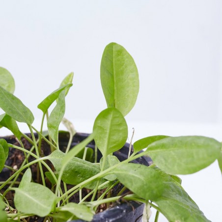 ESPINACA LIMÓN - ACEDERA M-10,5