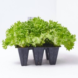 LECHUGA MULTIHOJAS VERDE HOBBY FRESH X 6