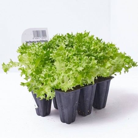 LECHUGA MULTIHOJAS VERDE HOBBY FRESH X 6