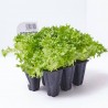 LECHUGA MULTIHOJAS VERDE HOBBY FRESH X 6