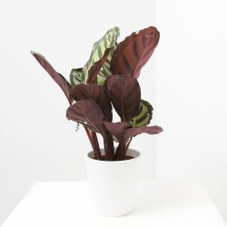 CALATHEA CORA MACETA 12CM