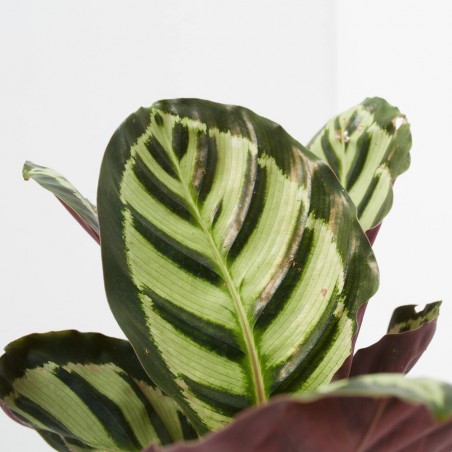 CALATHEA CORA MACETA 12CM