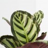 CALATHEA CORA MACETA 12CM
