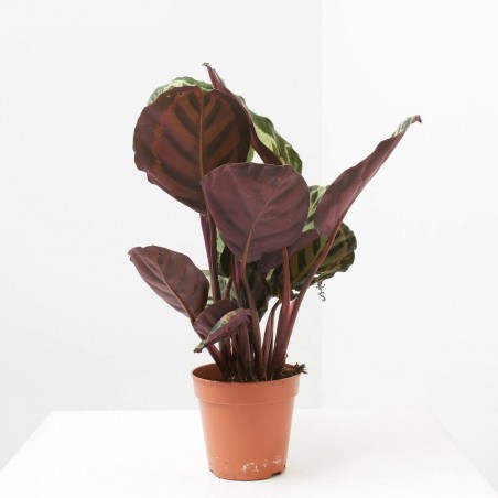 CALATHEA CORA MACETA 12CM