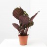 CALATHEA CORA MACETA 12CM