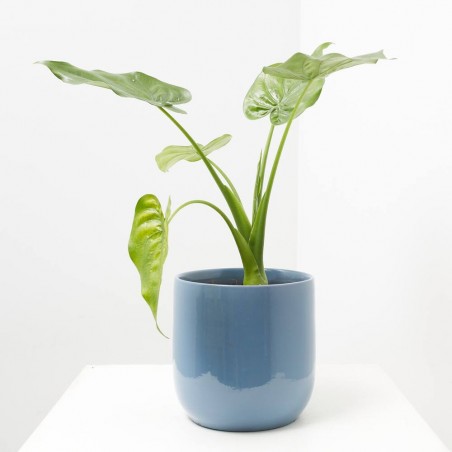 ALOCASIA CUCULLATA MACETA 3L