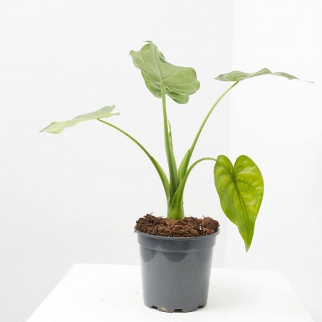 ALOCASIA CUCULLATA MACETA 3L