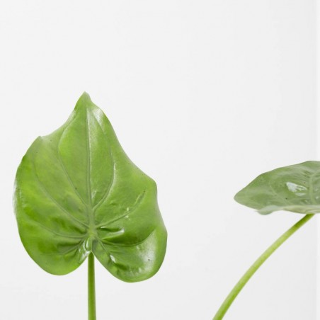 ALOCASIA CUCULLATA MACETA 3L