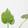 ALOCASIA CUCULLATA MACETA 3L
