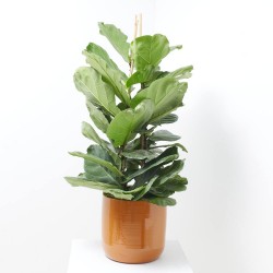 FICUS LIRATA 3 TALLOS MACETA 22CM