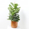 FICUS LIRATA 3 TALLOS MACETA 22CM