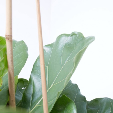 FICUS LIRATA 3 TALLOS MACETA 22CM