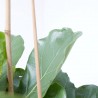 FICUS LIRATA 3 TALLOS MACETA 22CM