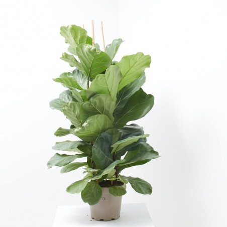 FICUS LIRATA 3 TALLOS MACETA 22CM