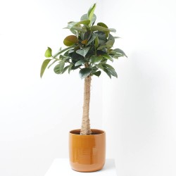 FICUS ROBUSTA COPA MACETA 27CM