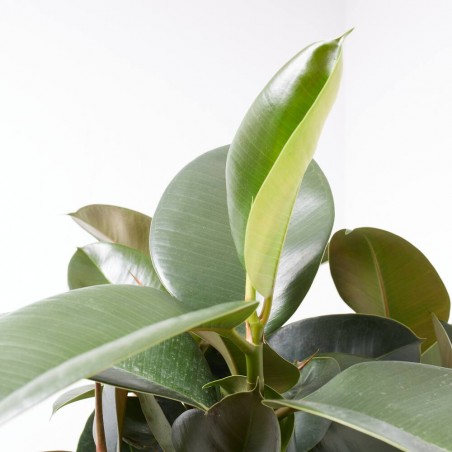FICUS ROBUSTA COPA MACETA 27CM