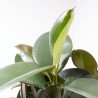 FICUS ROBUSTA COPA MACETA 27CM