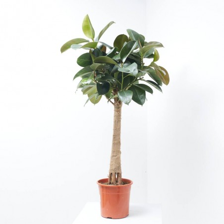 FICUS ROBUSTA COPA MACETA 27CM