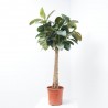 FICUS ROBUSTA COPA MACETA 27CM