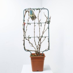 VITIS VINIFERA ESPALDERA