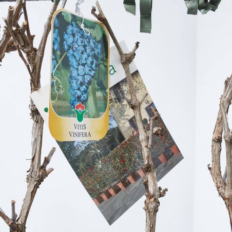 VITIS VINIFERA ESPALDERA