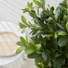 PLANTA PITTOSPORUM ARTIFICIAL 120CM