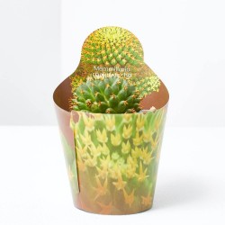 MAMMILLARIA CAMPTOTRICHA BRU MACETA 6CM
