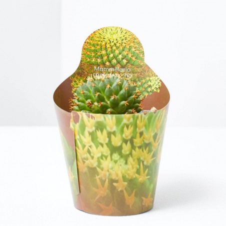 MAMMILLARIA CAMPTOTRICHA BRU MACETA 6CM