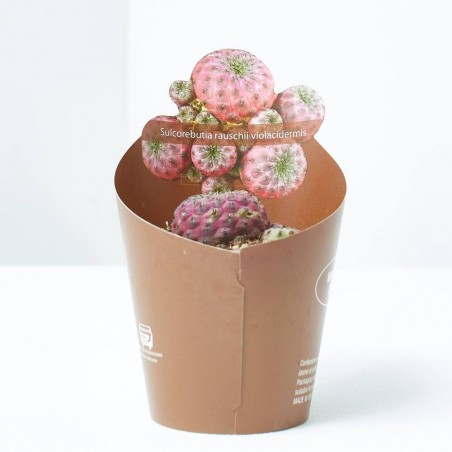 SULCOREBUTIA VIOLACIDERMIS MACETA 6CM