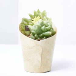 DOLICHOTHELE LONGIMAMMA MOSTRUOSA M-6.5
